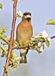 Cedar Waxwing